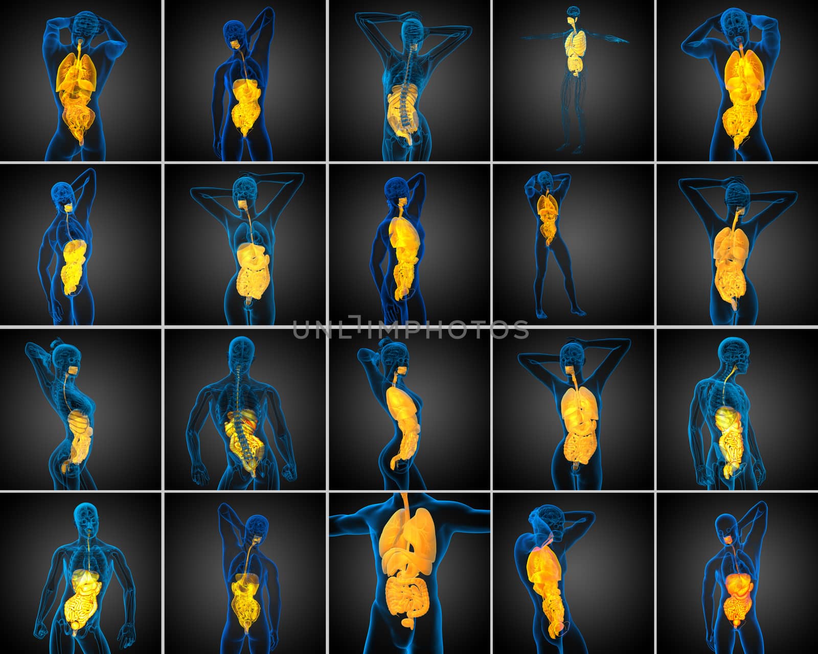 3d rendering medical illustration of the human digestive system and respiratory system