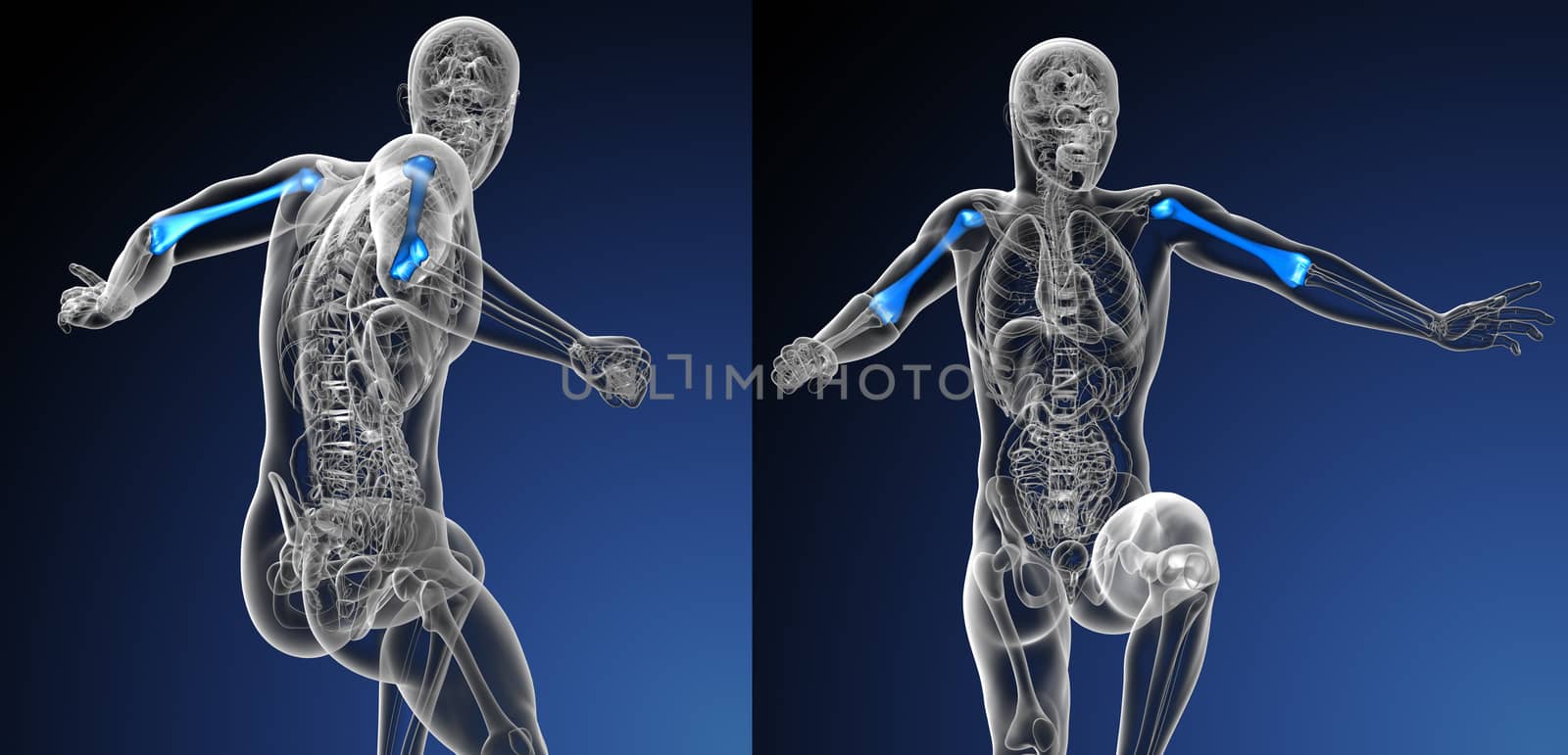 3d rendering medical illustration of the humerus bone