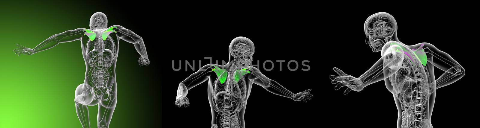3d rendering medical illustration of the scapula bone