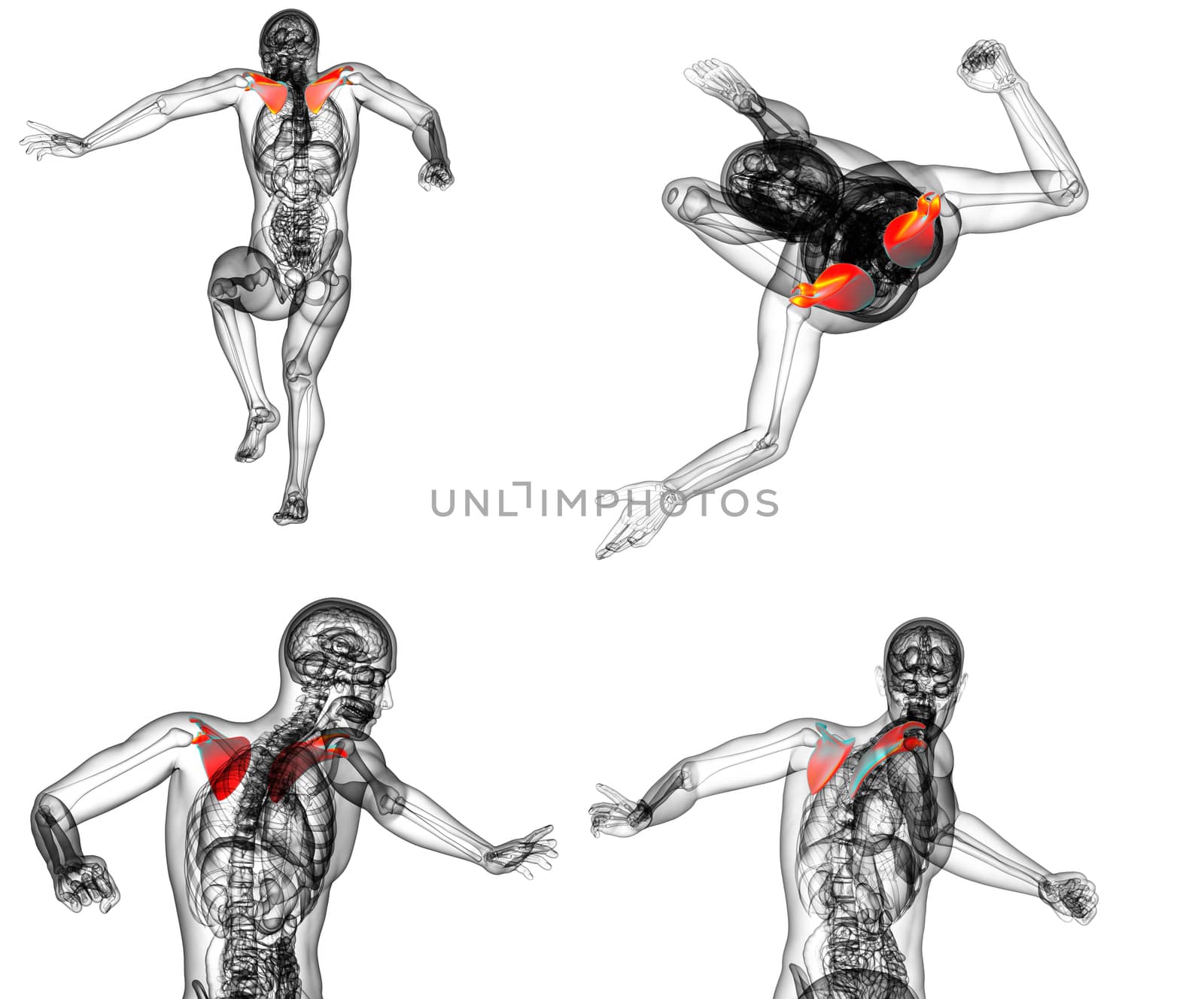 3d rendering medical illustration of the scapula bone 