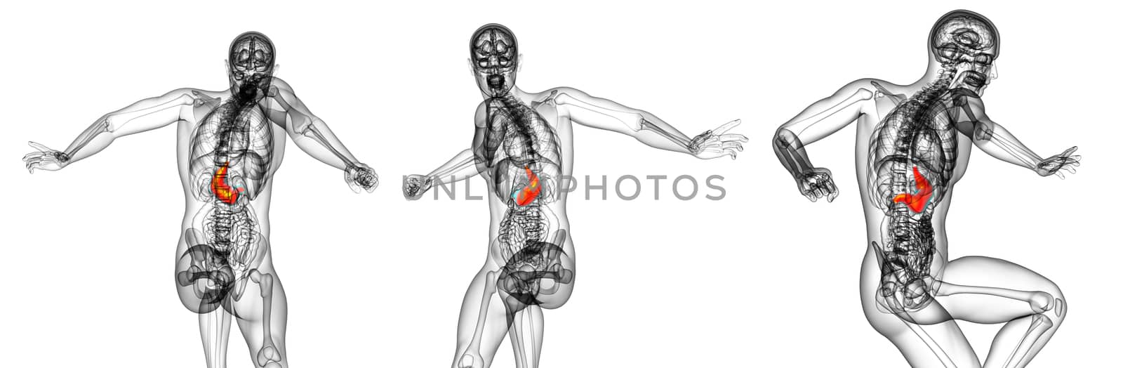 3d rendering medical illustration of the stomach 