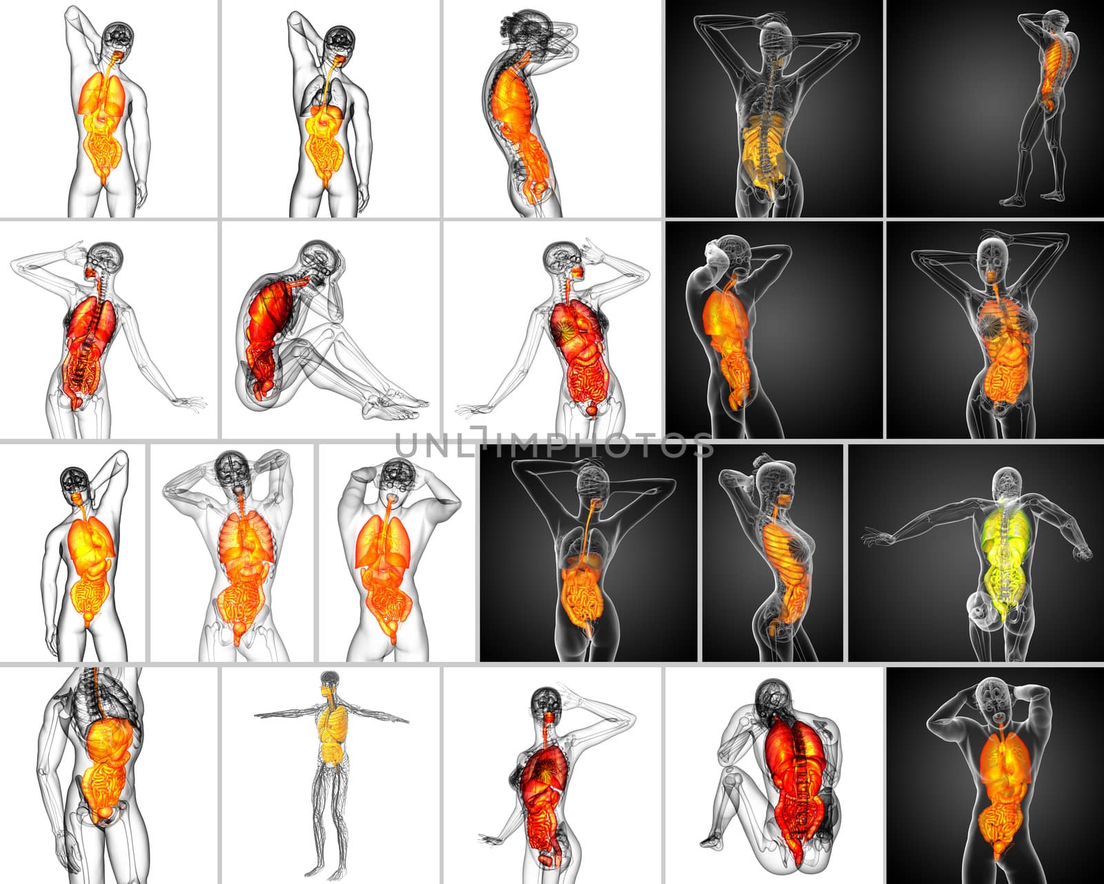 3d rendering medical illustration of the human digestive system and respiratory system