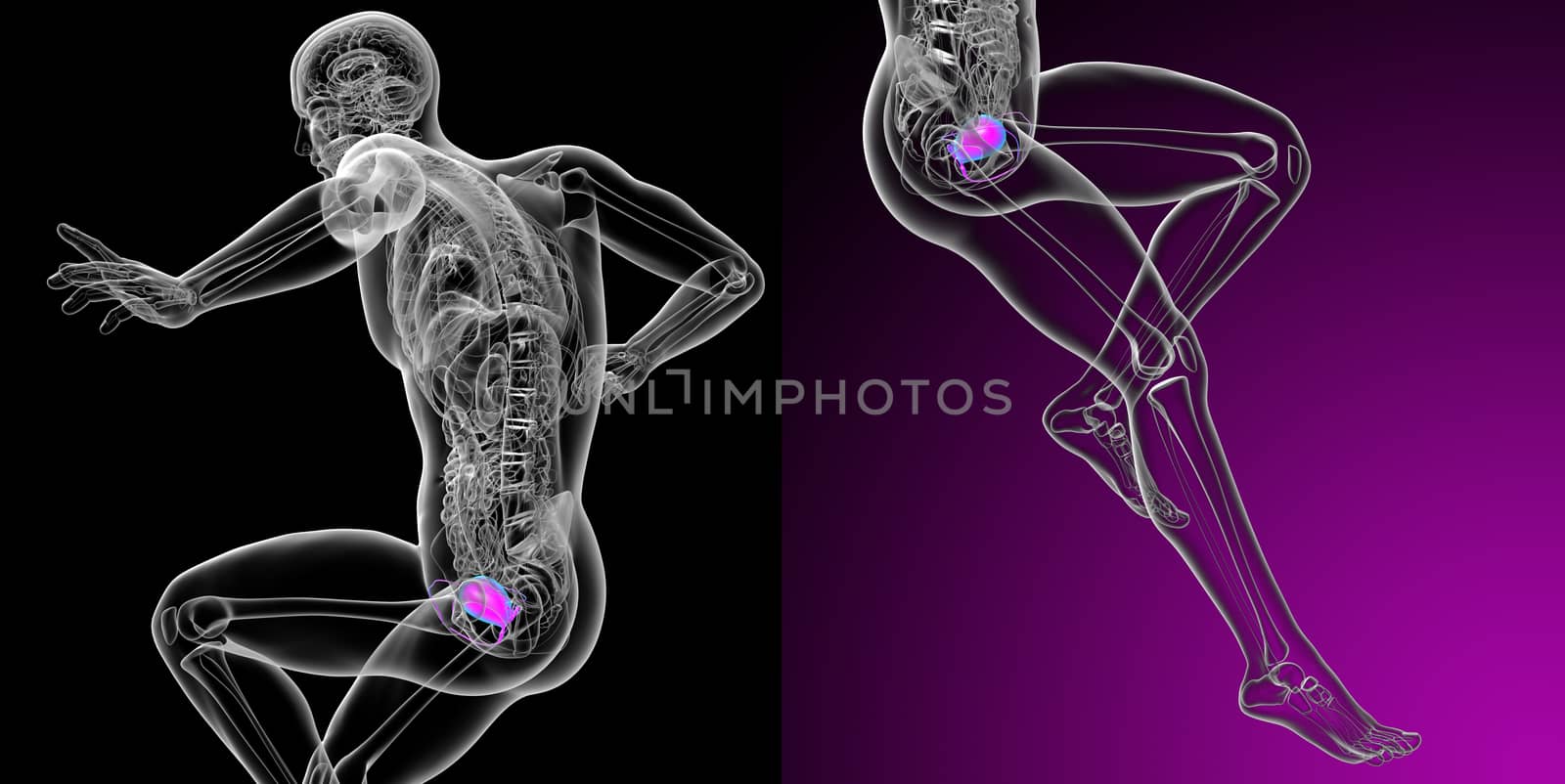 3d rendering medical illustration of the bladder