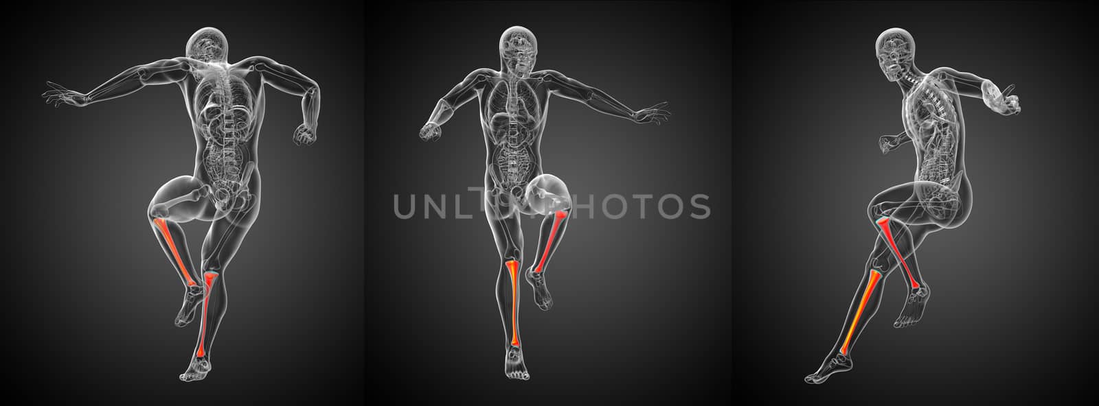 3d rendering medical illustration of the tibia bone