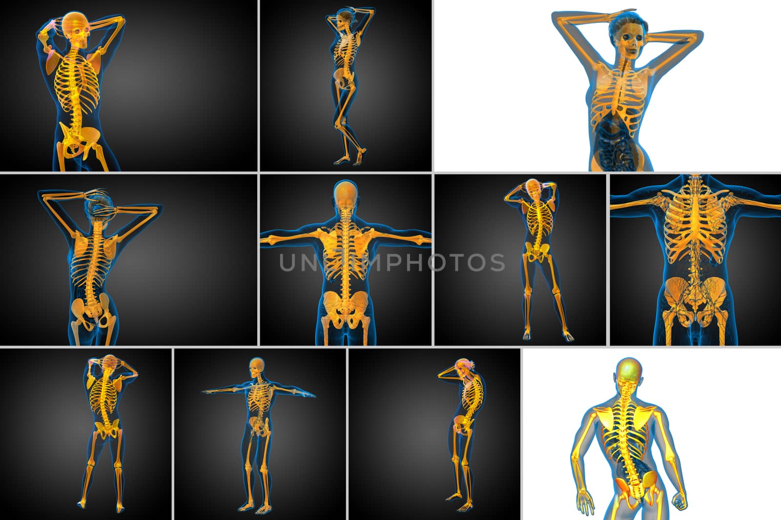 3d rendering medical illustration of the skeleton bone