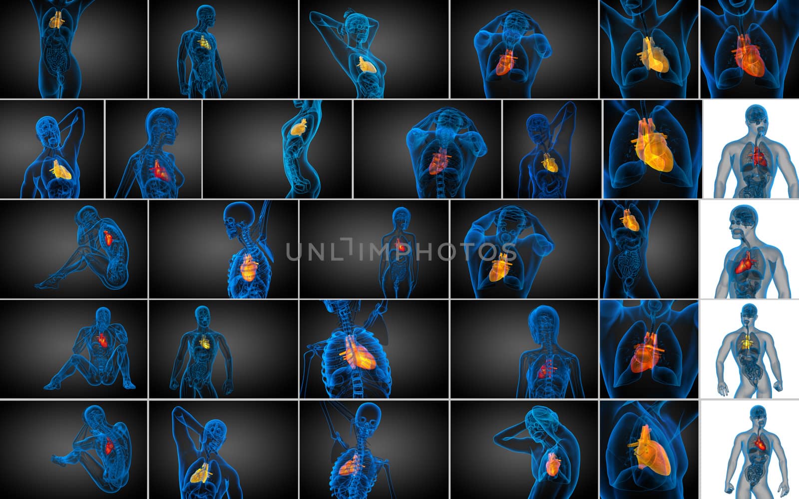 3d rendering  medical illustration of a human heart 
