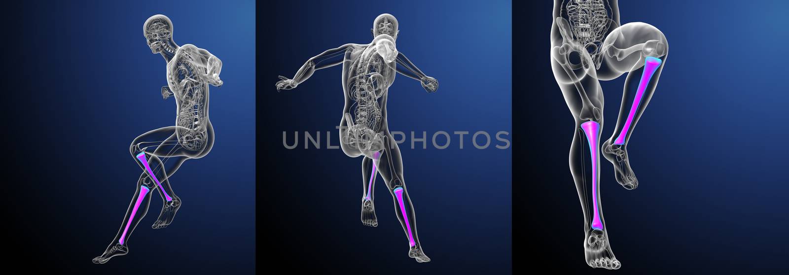 3d rendering medical illustration of the tibia bone  