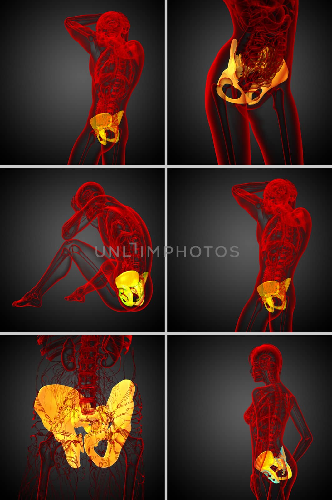 3d rendering  medical illustration of the pelvis bone