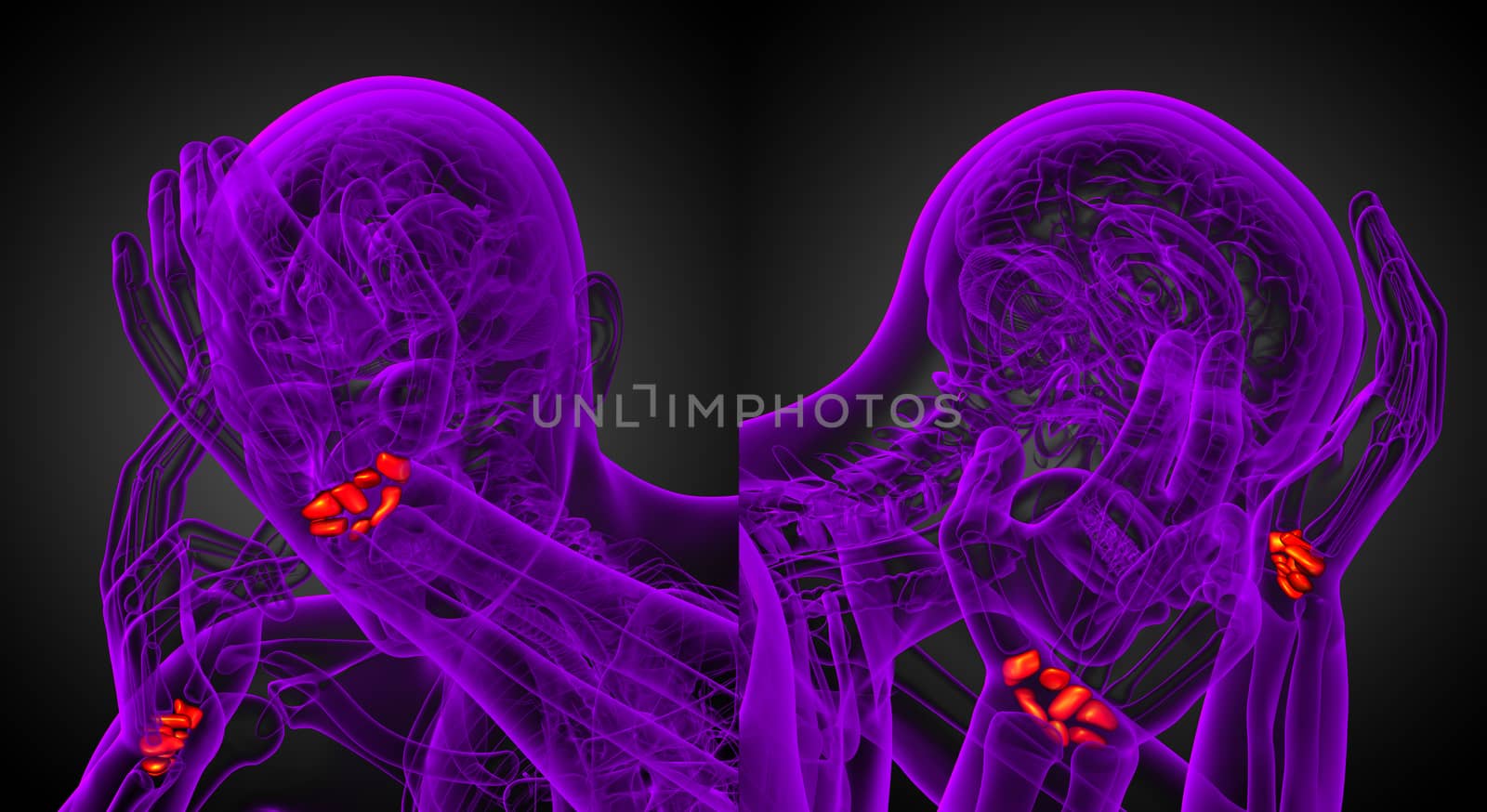 3d rendering illustration of the human carpal bones