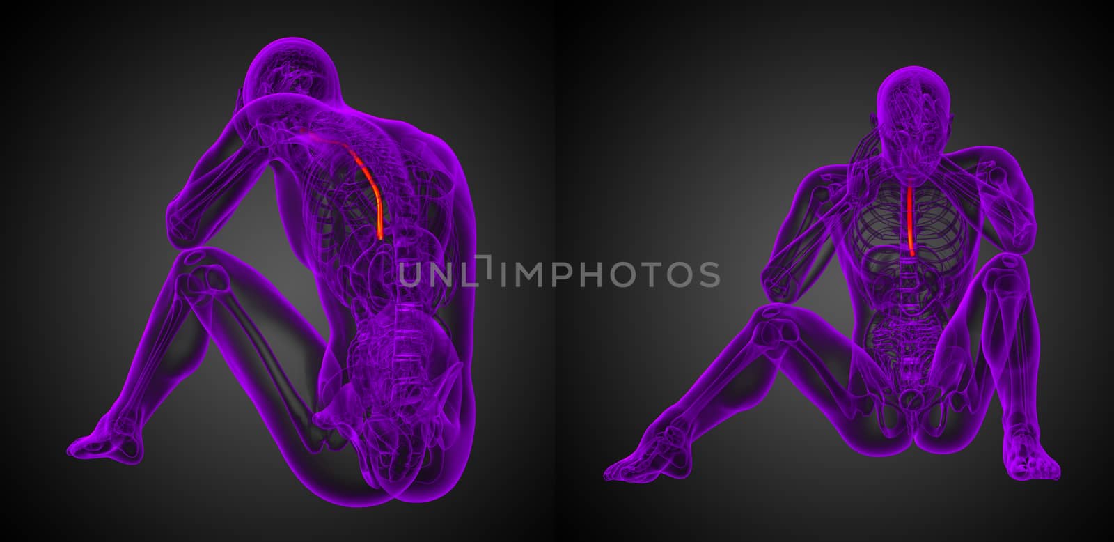 3d rendering medical illustration of the esophagus