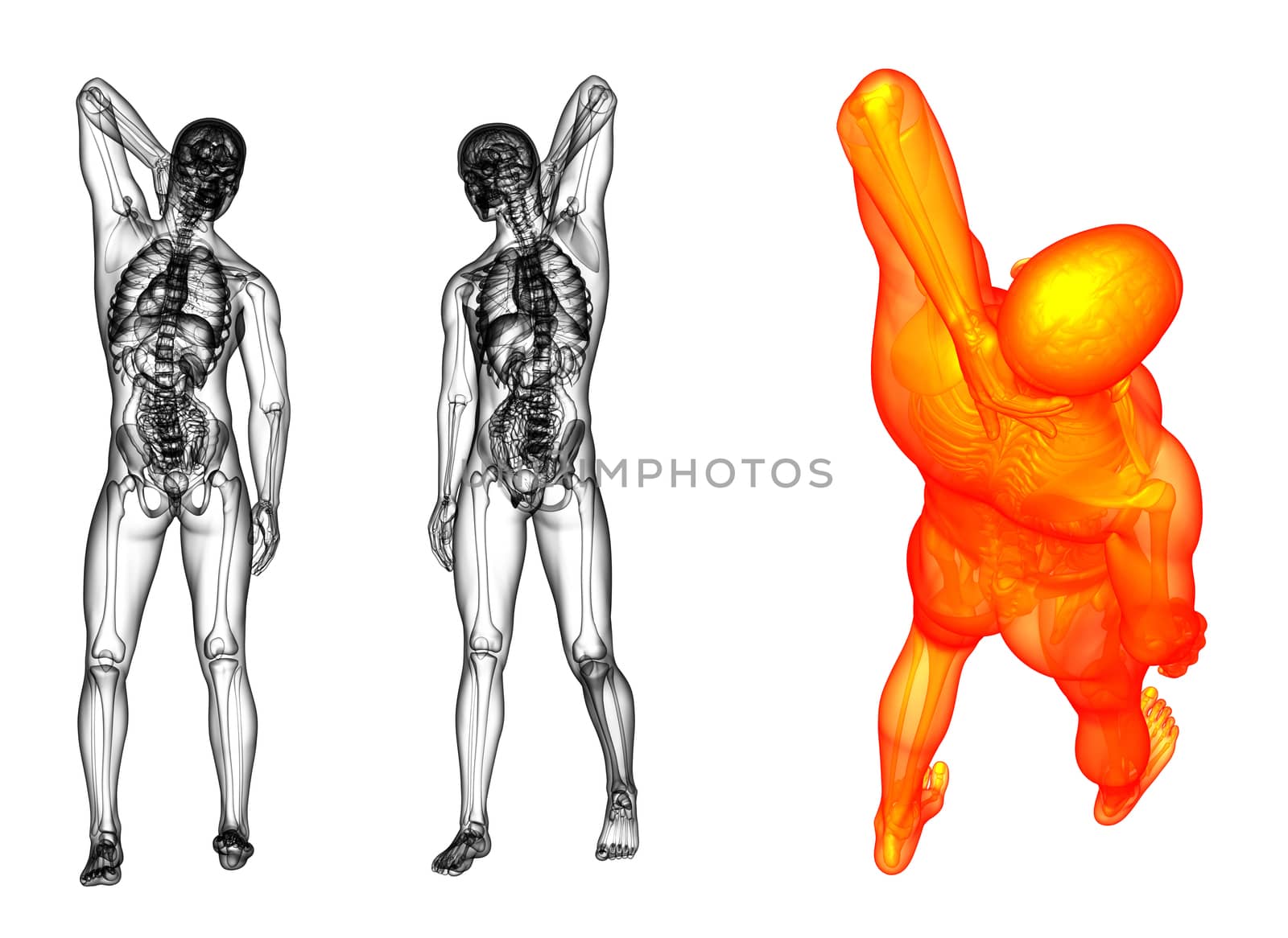 3D rendering medical illustration of the human 