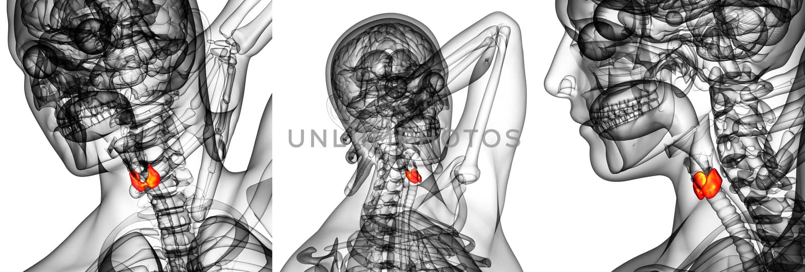 3d rendering illustration of the  thyroid gland