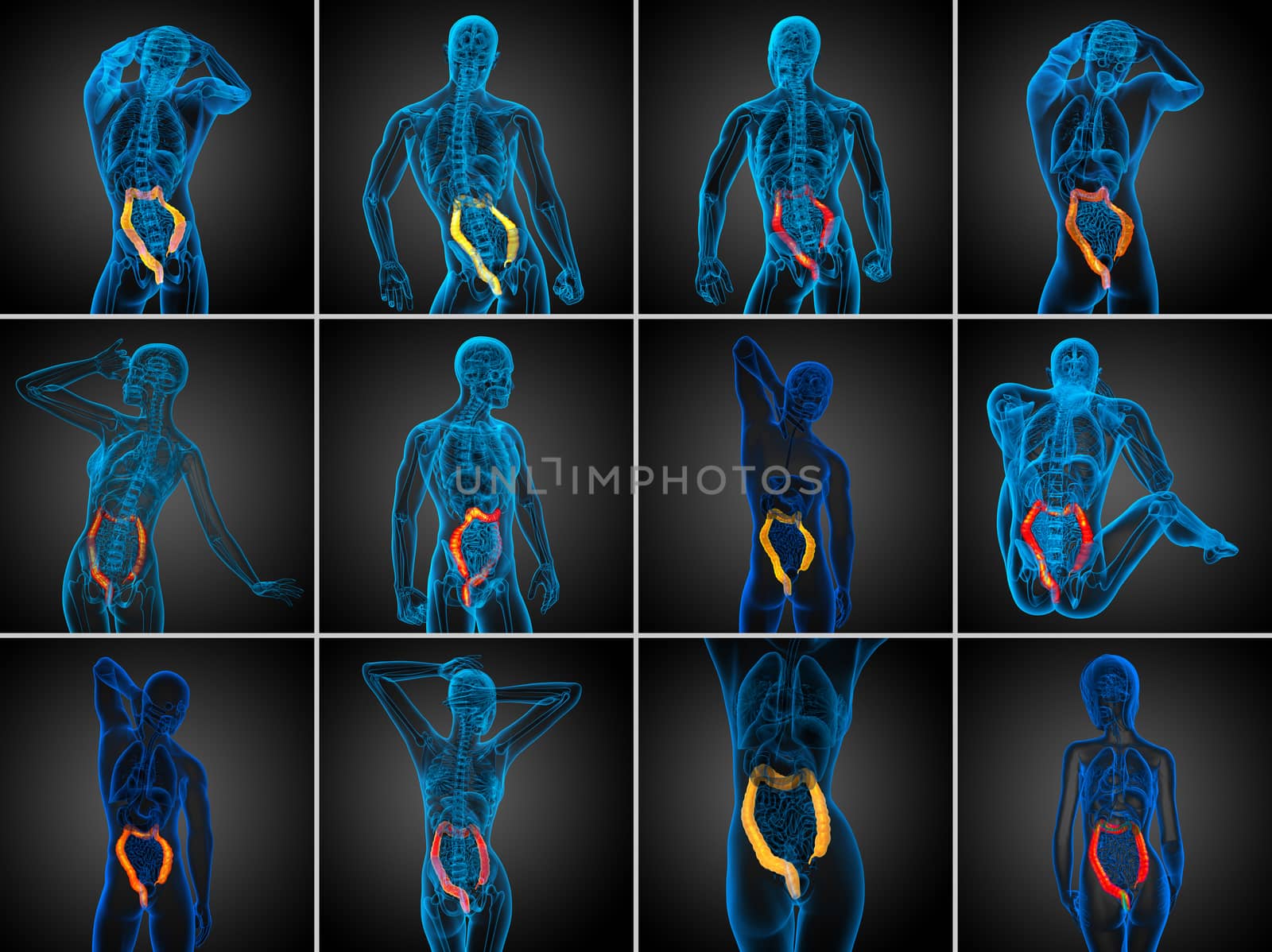3d rendering human digestive system large intestine