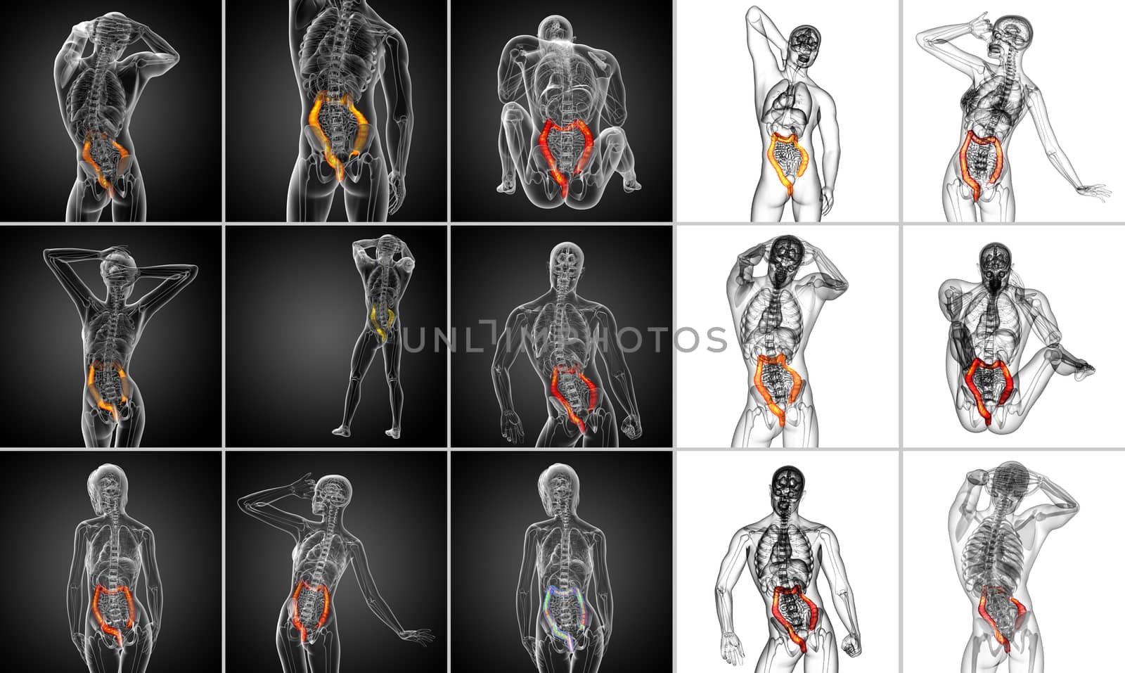 3d rendering human digestive system large intestine 