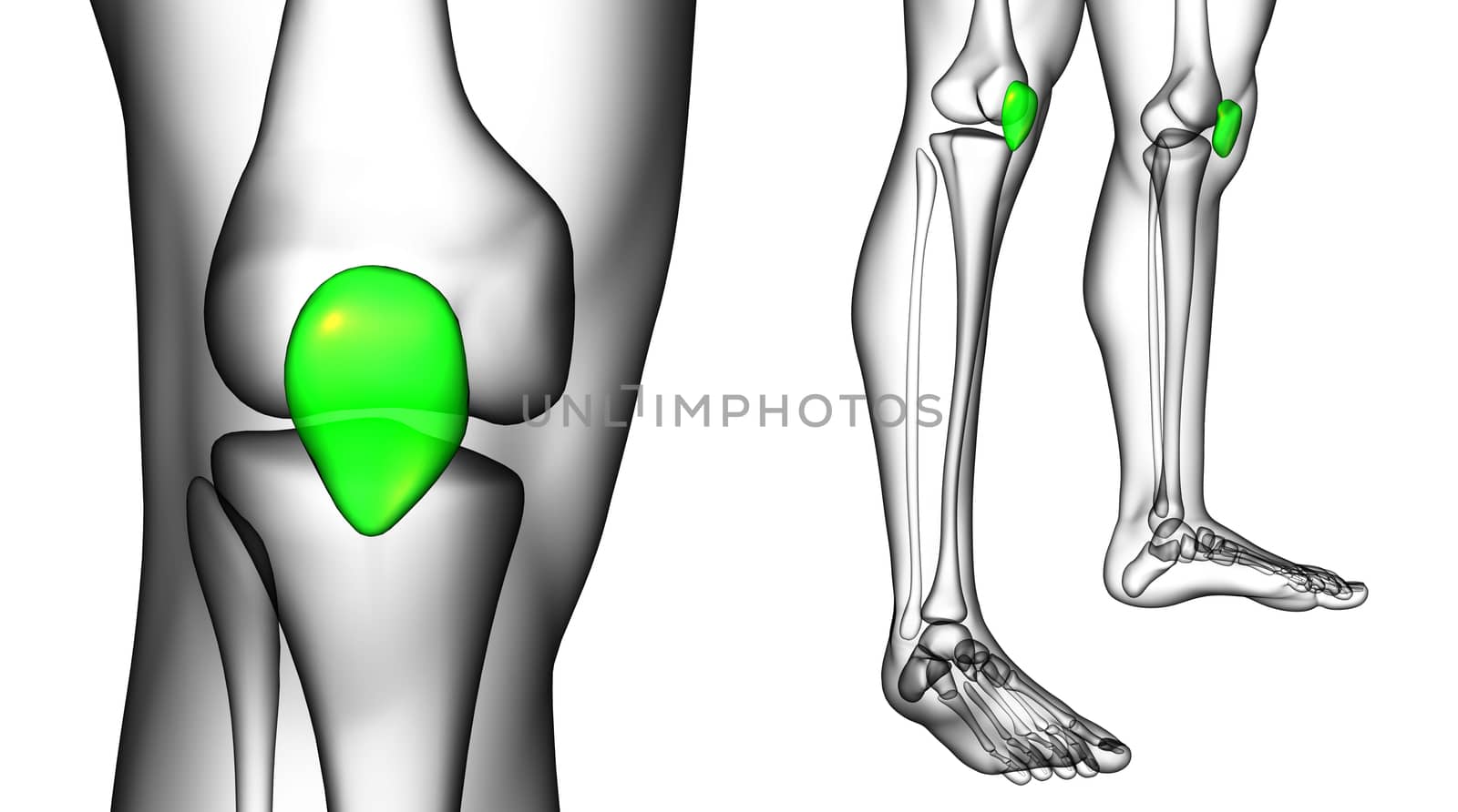3d rendering medical illustration of the patella bone