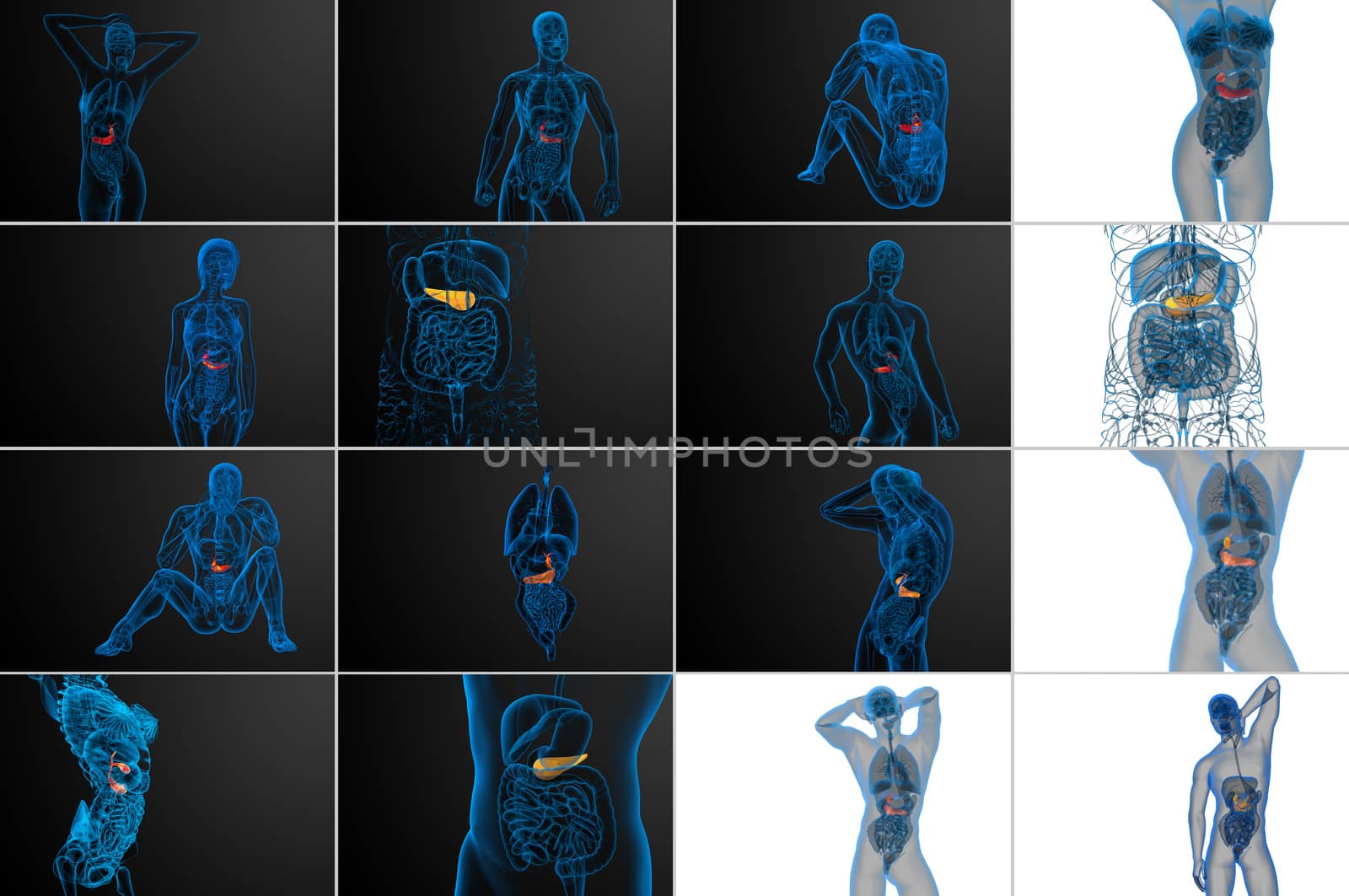 3d rendering medical illustration of the gallblader and pancrease