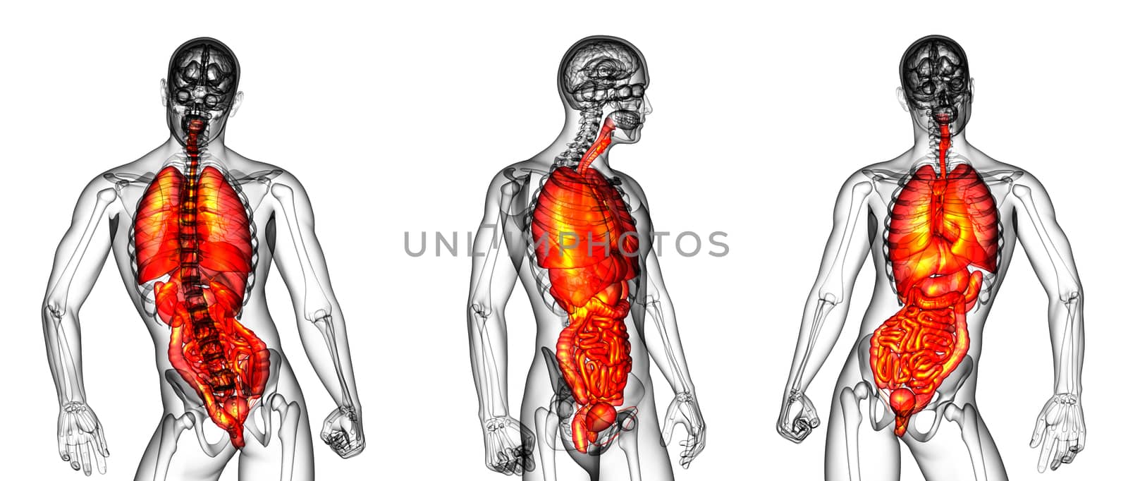 3d rendering medical illustration of the human digestive system and respiratory system 