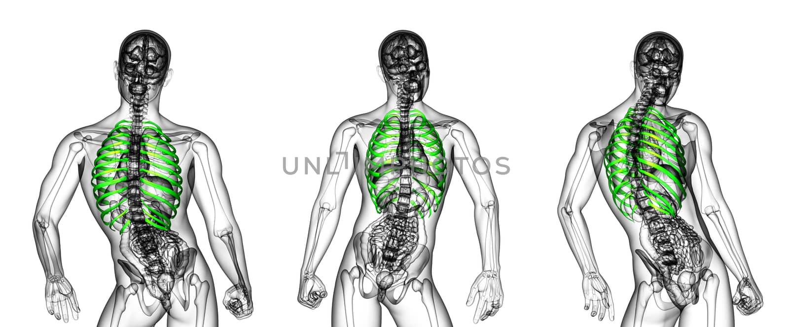 3d rendering medical illustration of the ribcage 