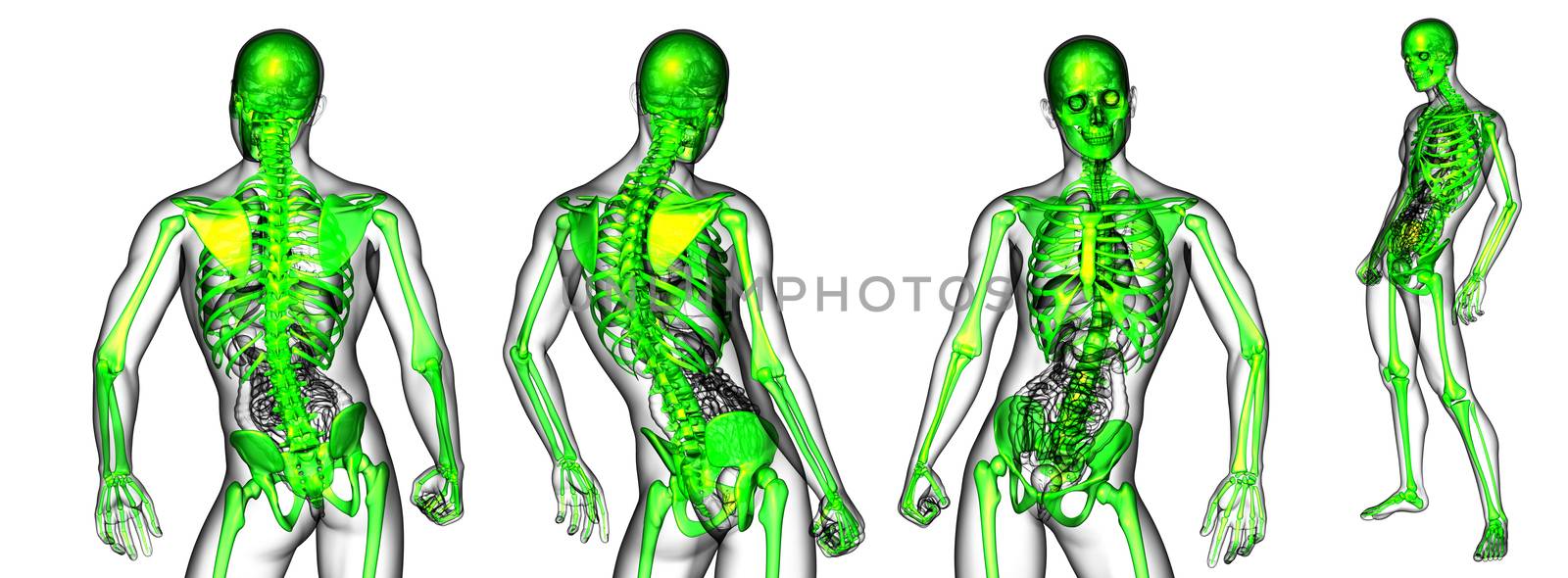 3d rendering medical illustration of the skeleton 