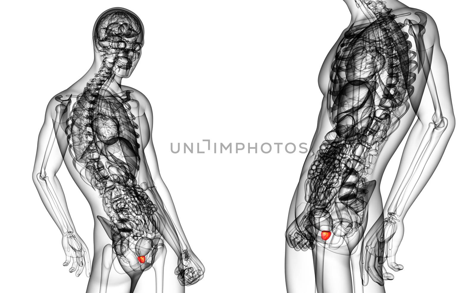 3d rendering medical illustration of the prostate gland