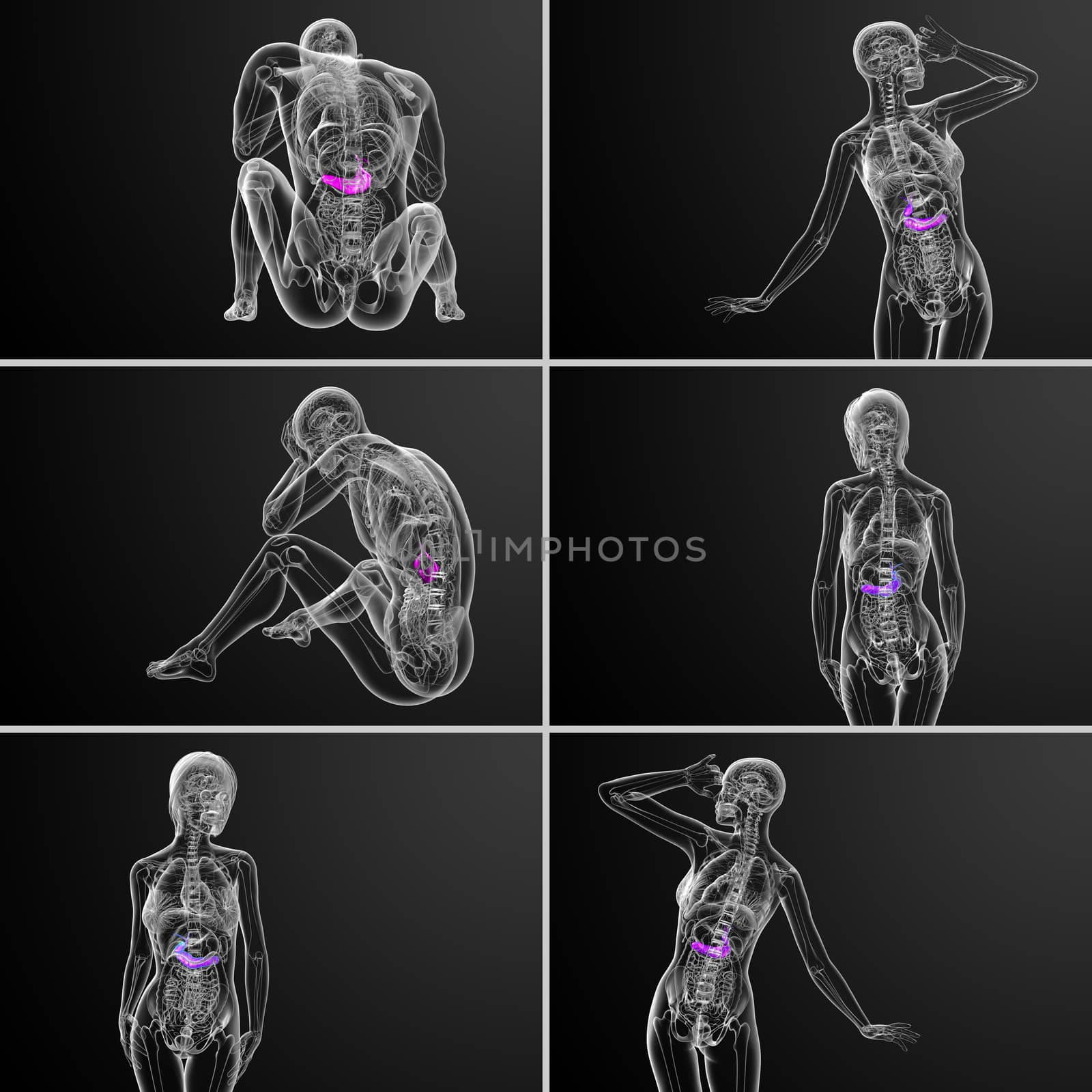 3d rendering medical illustration of the gallblader and pancrease