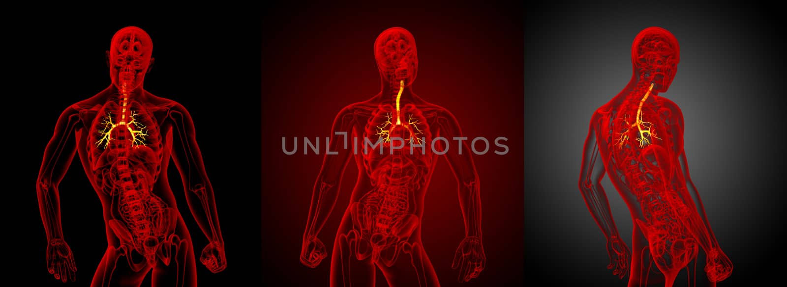 3D rendering medical illustration of the male bronchi