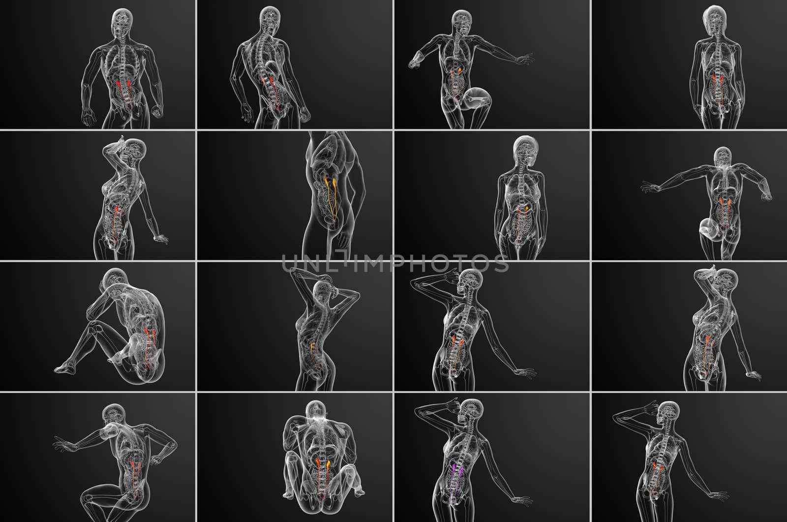 3d rendering medical illustration of the ureter 
