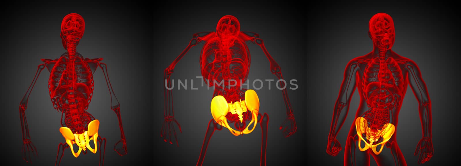 3D rendering medical illustration of the pelvis bone