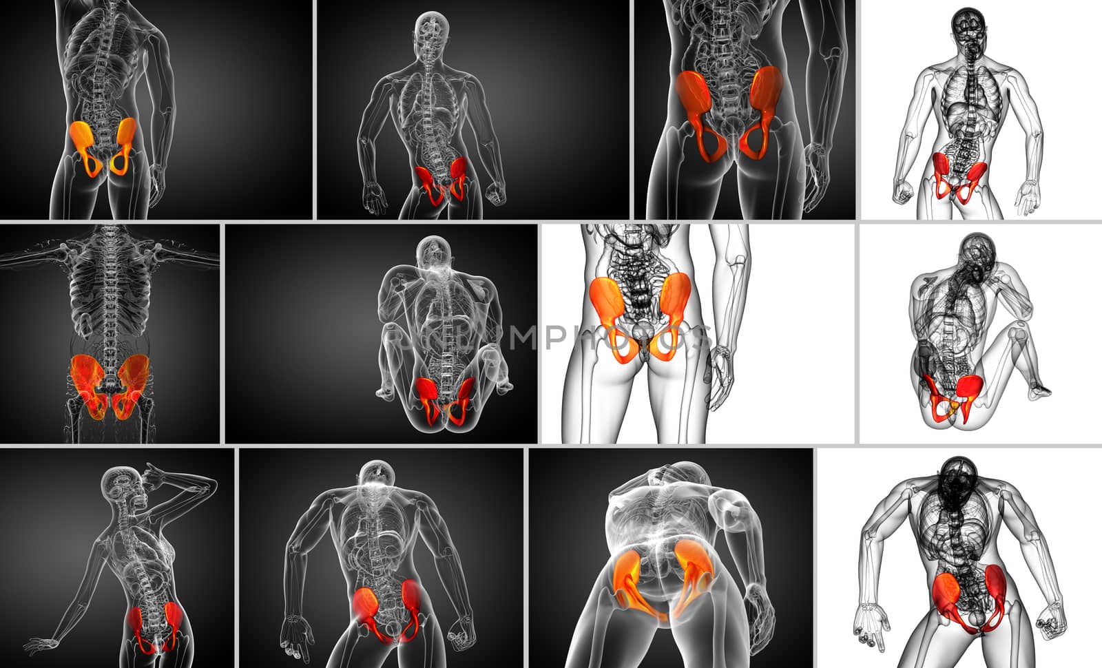3d rendering  medical illustration of the pelvis bone 