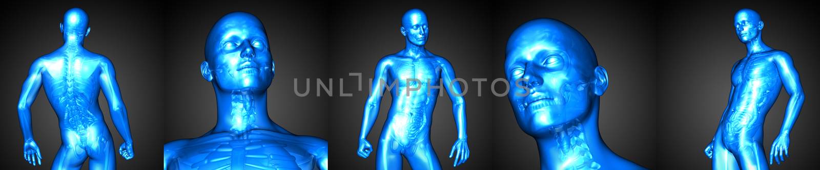 3d rendering illustration of the male anatomy