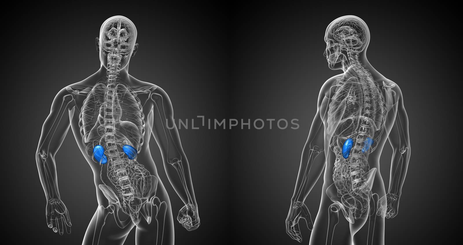 3d rendering medical illustration of the kidneys 