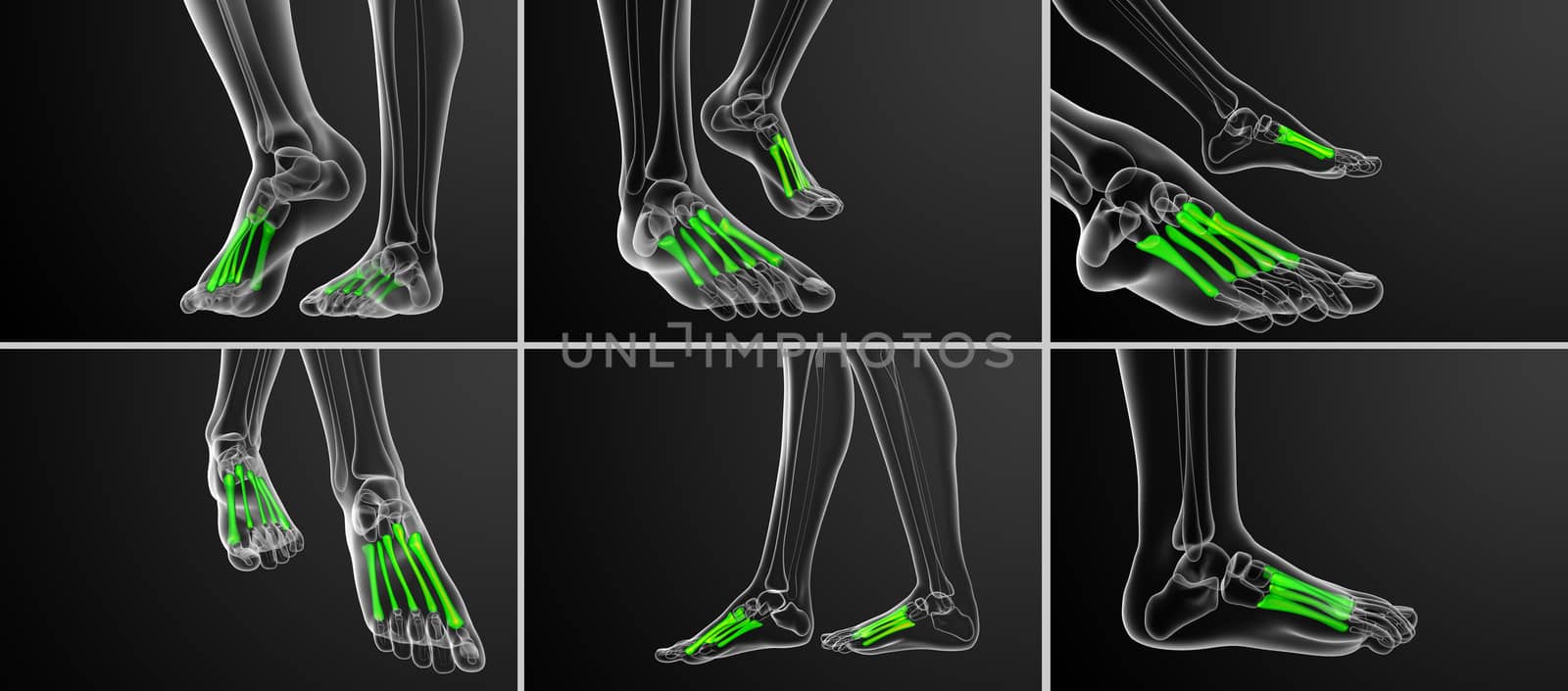 3d rendering medical illustration of the metatarsal bones