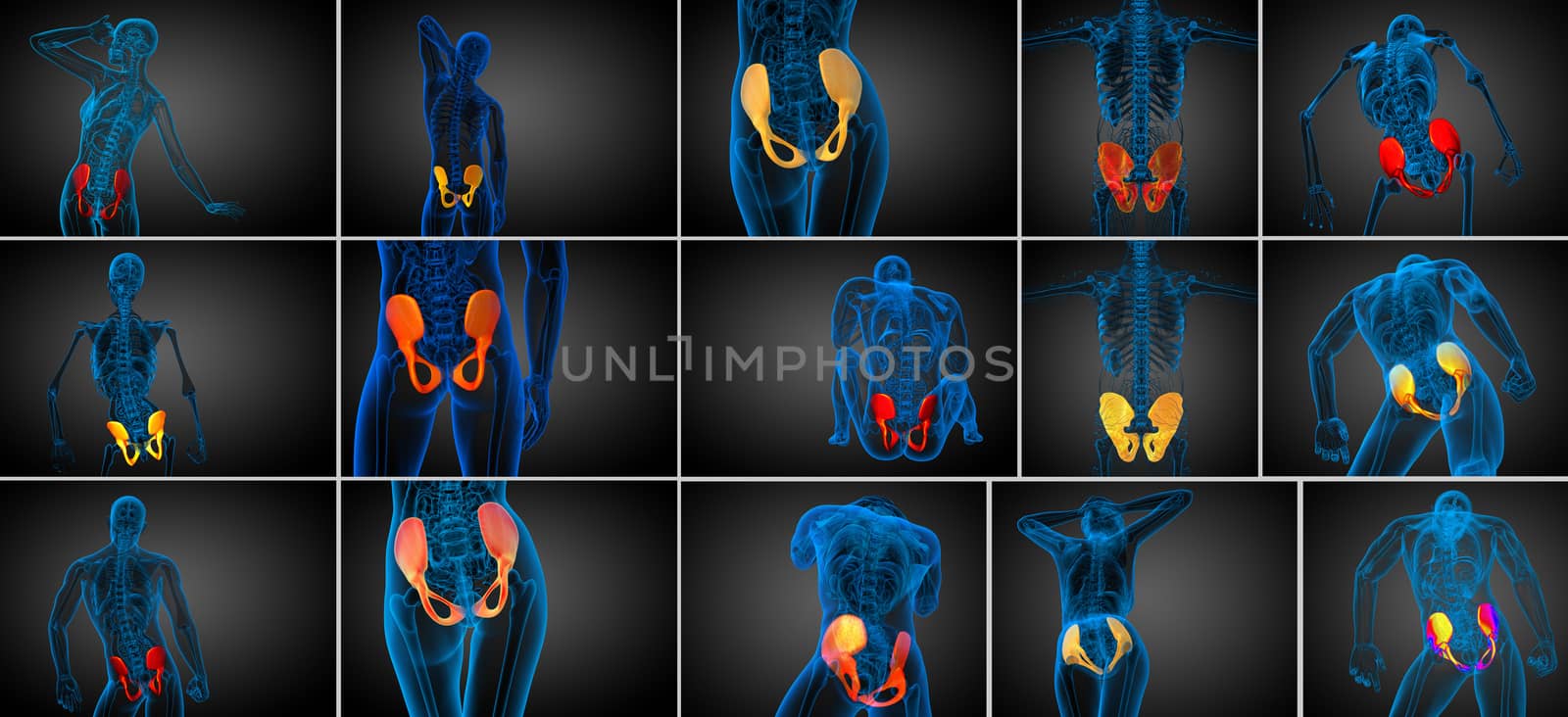 3d rendering  medical illustration of the pelvis bone