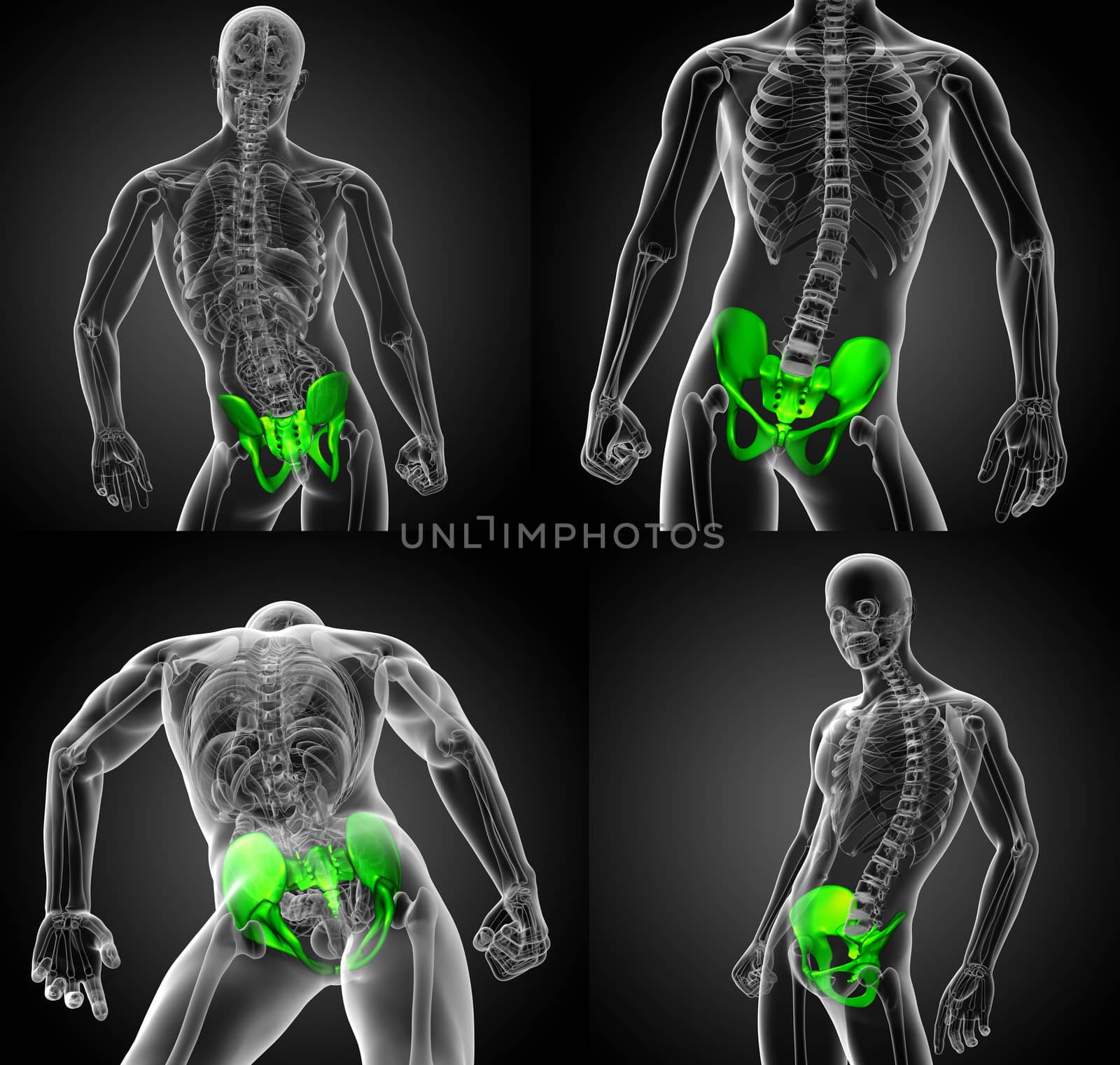 3d rendering medical illustration of the hip bone 