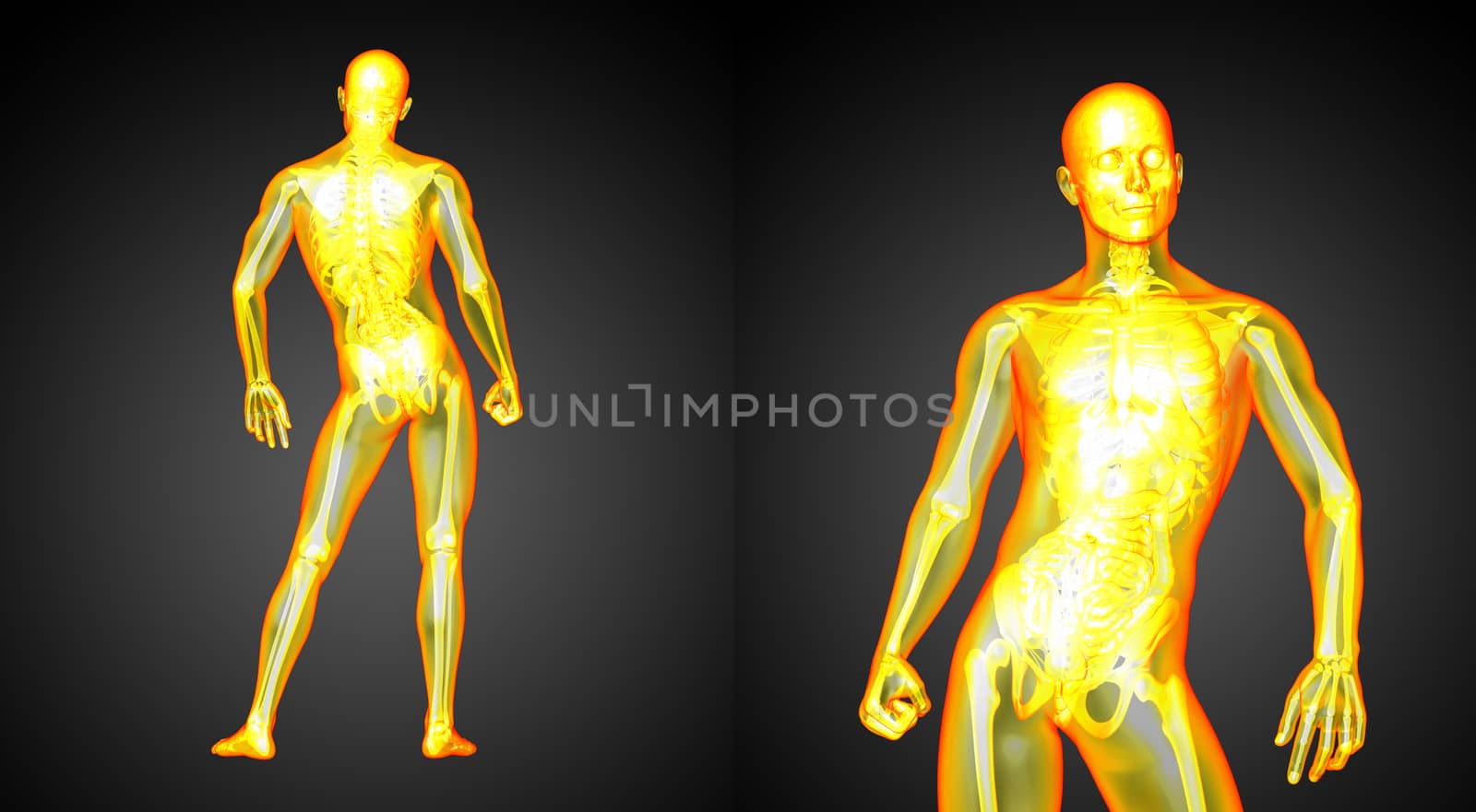3d rendering medical illustration of the human anatomy 