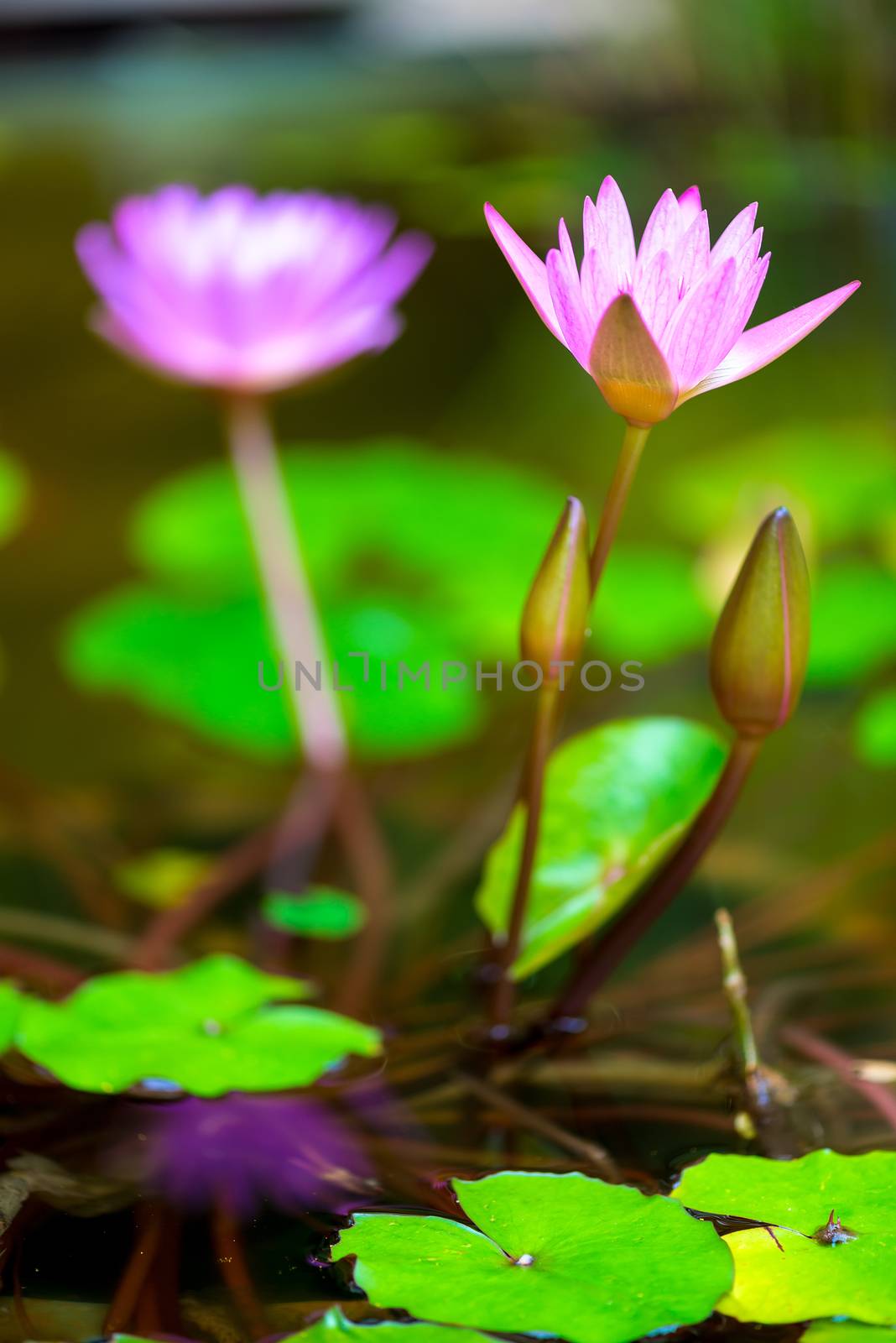 Flowers of a beautiful lilac lily close-up in a pond