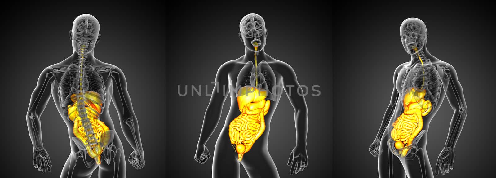 3d rendering medical illustration of the human digestive system