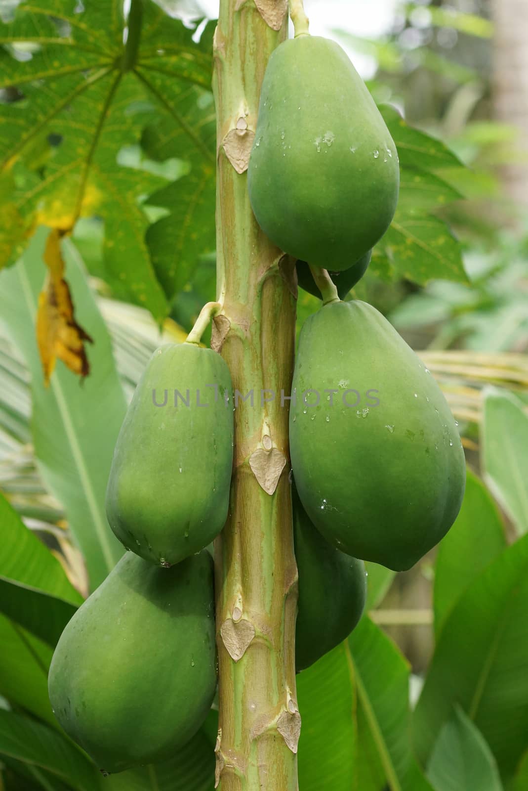 Papaya tree with fruits, Sao Tome by alfotokunst