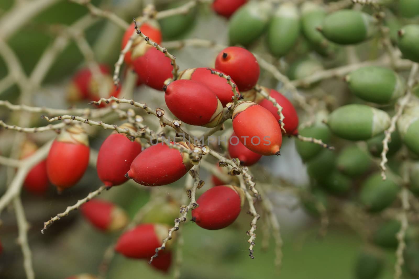 Fruit of Christmas Palm, Sao Tome and Principe, Africa