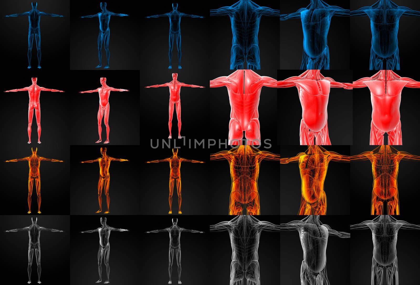 3D rendering illustration of the muscle
