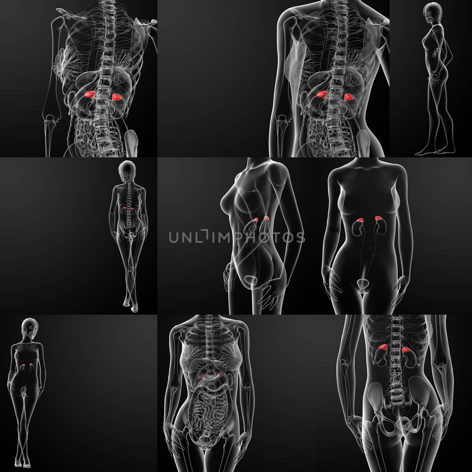 3d rendering of adrenal 