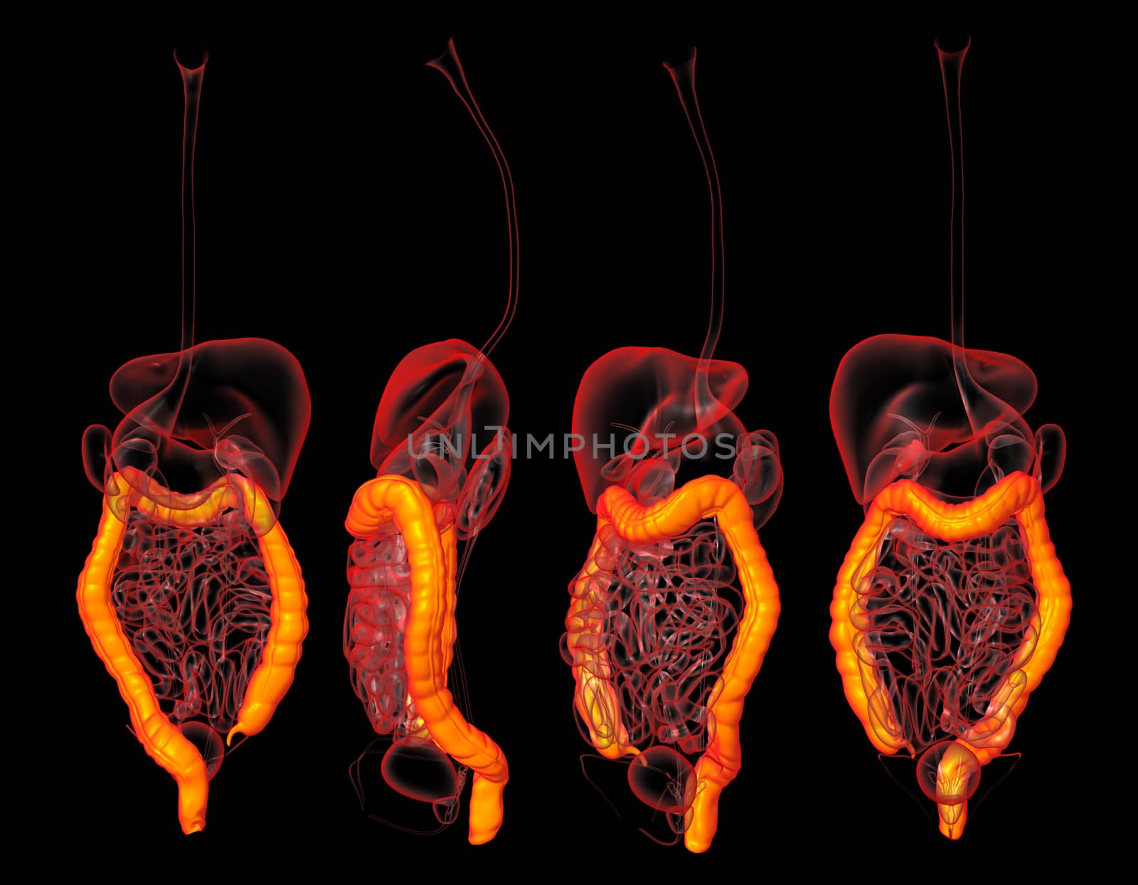 3D rendering human digestive system large intestine