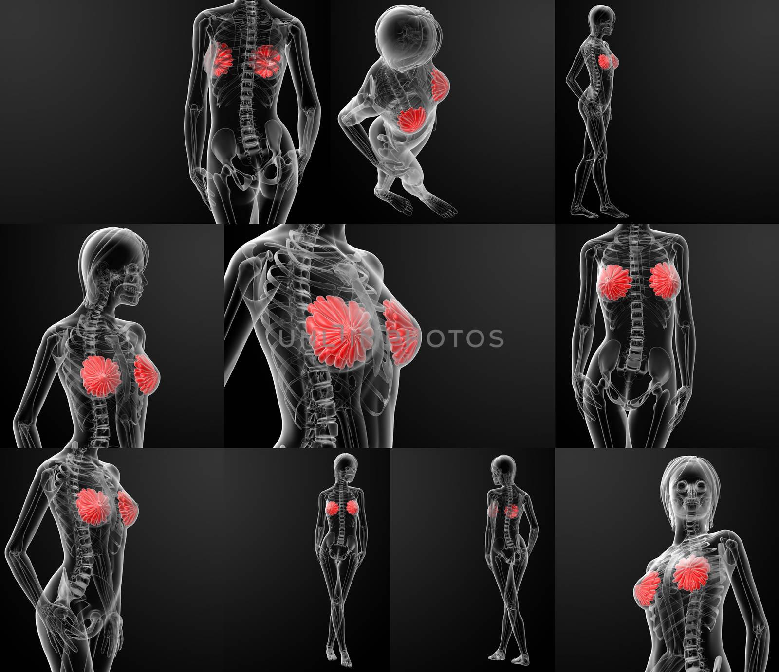 3d rendering of female breast anatomy x-ray 