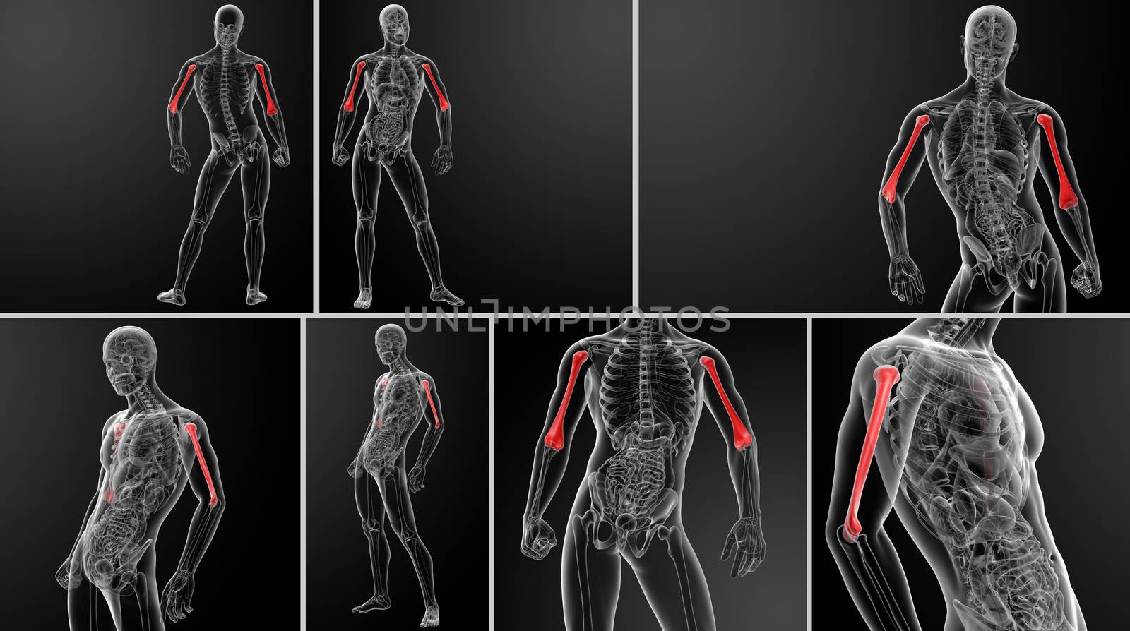 3d rendered humerus bone
