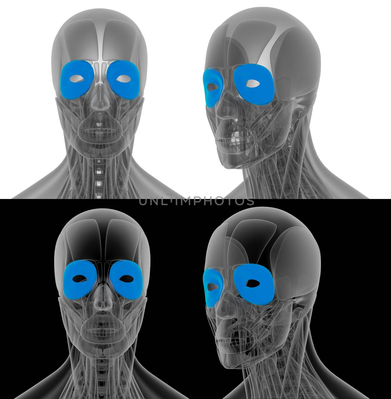 3D render illustration of the orbicularis oculi