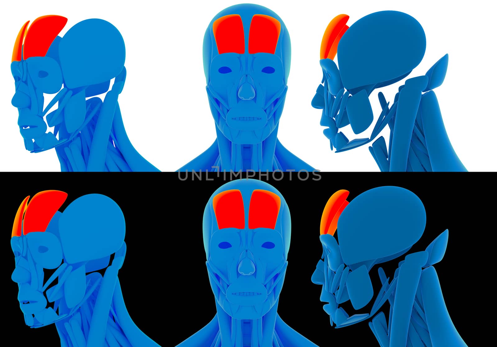 3D render illustration of the frontalis