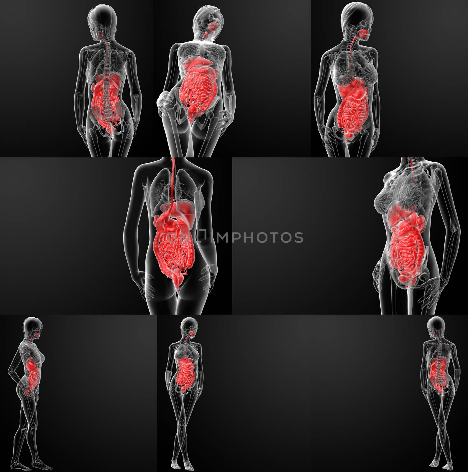 3d rendering of female digestive system