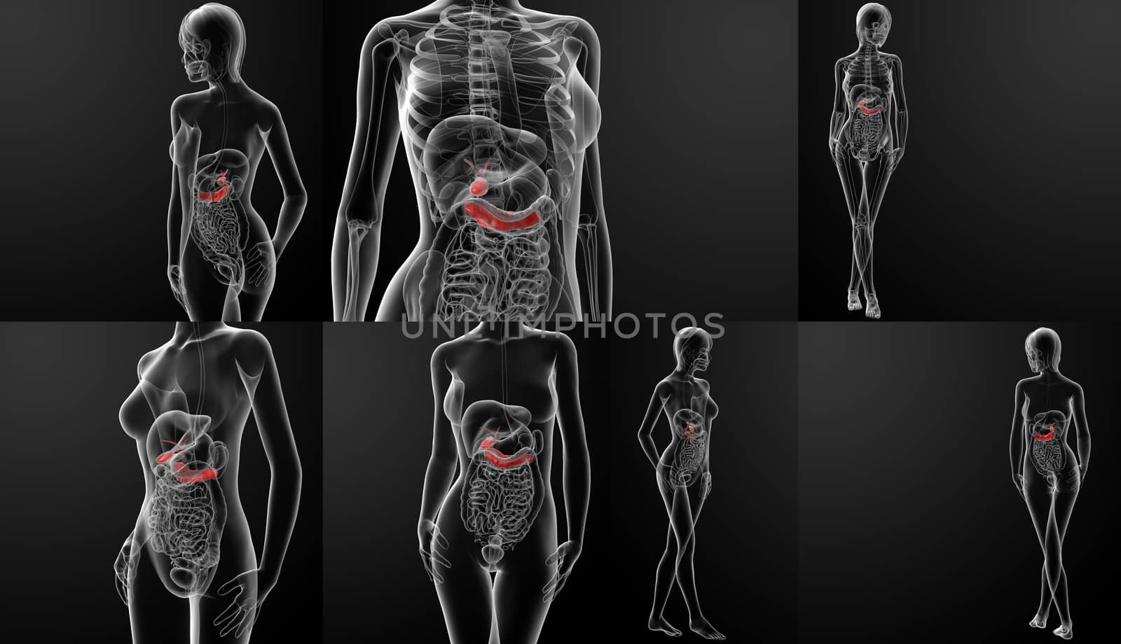 3d rendering illustration of female gallbladder and pancreas