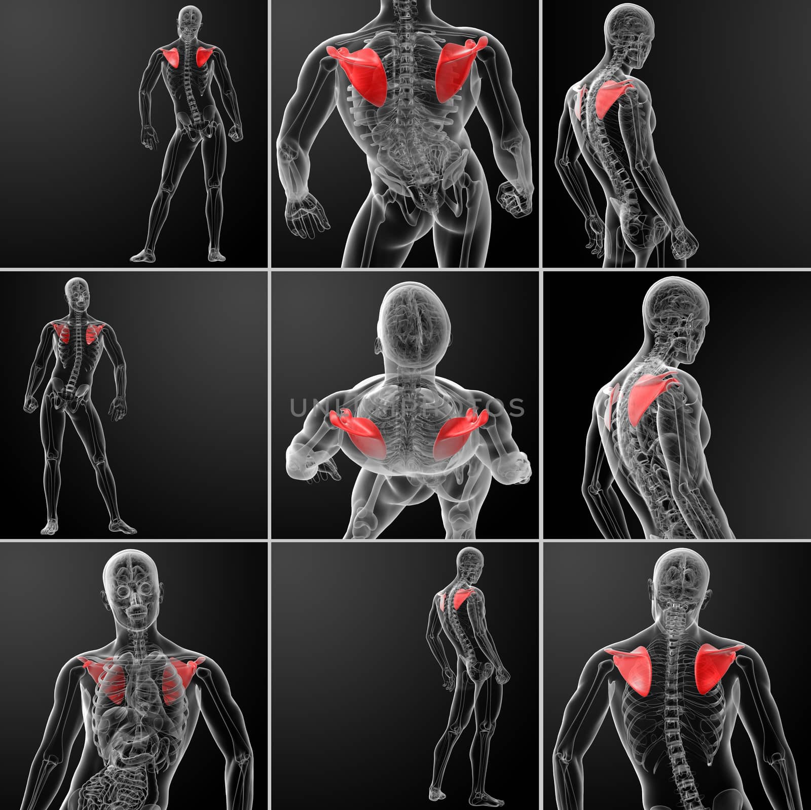 3d rendering illustration scapula bone