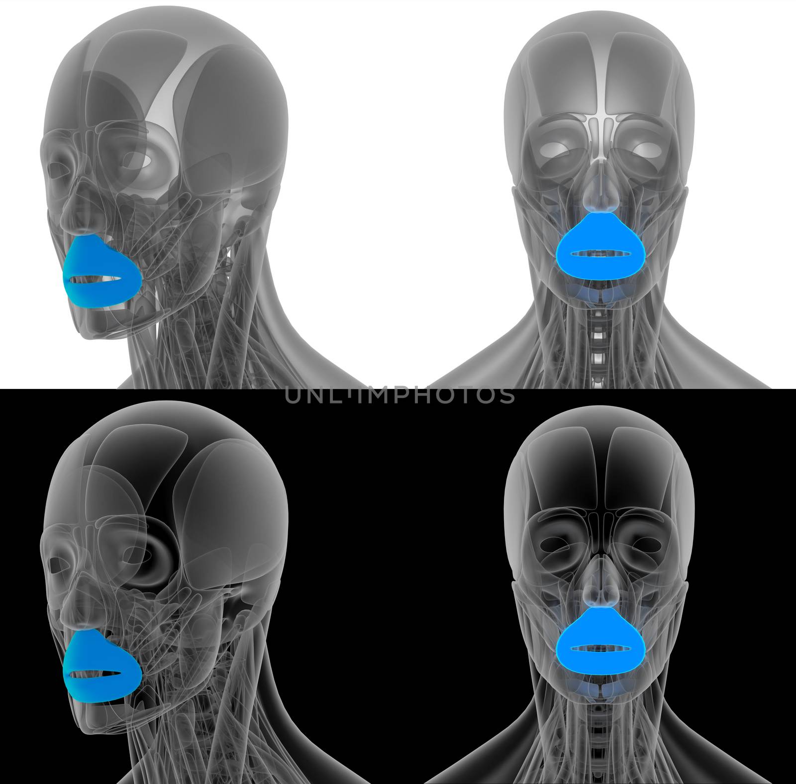 3D render illustration of the Orbicularis Oris